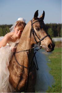 Аренда лошадей