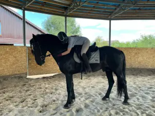 Индивидуальные занятия по выездке