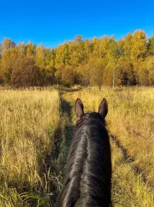 Конные прогулки в поле