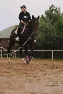 Конеперевозки