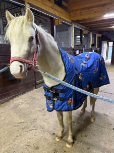 Экскурсия с катанием на лошади