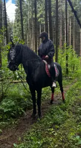 Конеперевозки